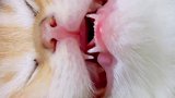 就是这口小乳牙，咬坏了我三根数据线，两个逗猫棒，一根脚趾头！