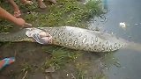 瘫痪巨蟒在河边，被人破腹后让人惊呼不已