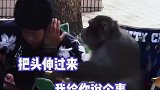 猴哥的人性化唠嗑，跨种族无障碍交流