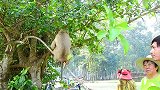 宠物猴被主人放到树上去，主人就不怕它不回来了