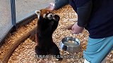 饲养员给小熊猫喂食，小熊猫撒娇卖萌的样子，简直是像派来搞笑的