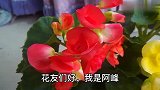 丽格海棠难养？只需一把剪刀，解决怕热，怕干燥的难题