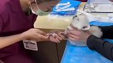 小狗抽血一直嚎叫，奶声奶气的还以为是警报