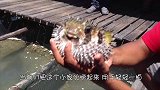 当河豚膨胀时，用针扎会“爆炸”吗？结果让人出乎意料