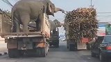 两只大象在大街上偷吃的，这一幕的画面太搞笑，厉害了！