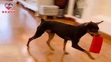 女主人要出门，狗狗啵啵乐赶紧叼来钱包一顿比划，这狗成精了