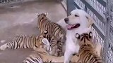 狗狗给小虎喂奶，三个月后回来依然粘着狗狗