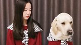 多多:难道我会怕去狗肉馆吗？我本来就喜欢吃！ 多多神犬 拉布拉多 萌宠 霸王花多米