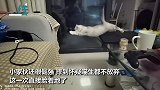 短腿小猫咪锲而不舍想上沙发 瞄准蓄力华丽起跳 下一秒网友笑喷