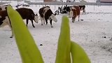 这边开始变天了，下大雪了！吃个辣椒热乎热乎