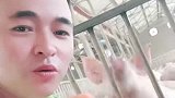 大家一起唱#养猪人 #养猪 #