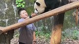 大熊猫被奶妈收服，萌宠出道计划启动