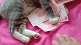 猫：钱到我手里，你一张也别想拿走！