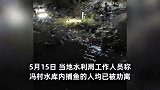 陕西一水库干涸，村民扎堆捕鱼成桶往家拿，有人扛走一米多长鲢鱼
