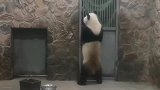 大熊猫因长相“潦草”爆红！一对招风耳很可爱