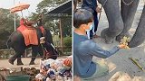 泰国一驯兽师用训练棒击打大象头部，被管理者要求下跪向大象道歉