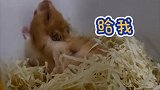 亮~~~萌宠 家有仓鼠 仓鼠