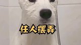 一般狗狗洗澡VS二哈洗澡，二哈就是不一样