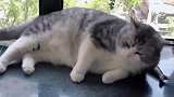 布偶猫：铲屎官都是渣男，我等你等的快睡着了！
