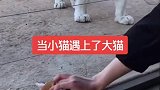 当小猫遇见大猫，猜猜它们在想什么？