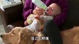 宝宝拿起猫咪的尾巴一口下去，猫咪发狂，回头一看立马就变了！