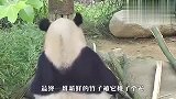 论挑食只服熊猫泰山，“留洋”回来的就是不一般，网友：心疼！