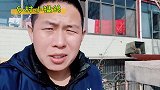 鸽子怎么确认公母？这鸽子看着摸着都像公，就是没有公鸽的行为！