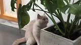 猫：这花太难看了，看我不给你扯了！