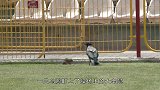 你见过像狗一样的乌鸦吗？要不是亲眼所见，都不相信是真的