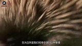 国外男子发现一只“九尾猫”，医生检查后，立刻展开医治！
