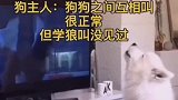 1岁狗狗看动画片，学狼叫惟妙惟肖，网友：这狗子是要回归狼群啊