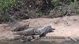 有这样一种动物，完全不把鳄鱼放在眼里，鳄鱼-就想缠我身子！