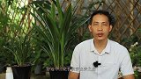 兰花长新芽，最怕这些动作！做一个都影响生长