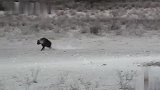 棕鬣狗的末路：路遇三头年轻雄狮的围堵，生存的希望没了