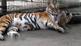 东北虎生了一只小老虎，感觉它是生来自己玩的，真是太逗了