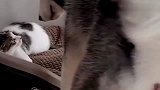 哈士奇被小猫虐成了渣，堪称二哈界的耻辱，这配音毫无违和感