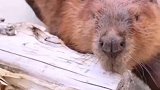 海狸先生的一生真是像极了我们人类阿