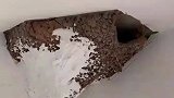 自己家都装修新房，也给燕子窝安排上