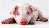 蔓延26个国家的非洲猪瘟，病毒结构终被发现，猪价上涨要终结？