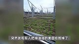 男子放弃年薪50万回乡种地带乡亲致富，农田却被破坏装“光伏”，村支书：村民“一地二嫁”