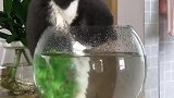 猫：我就不信我今天抓不住你！