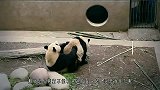 小熊猫不能跟爸爸放一起，不然可能会受伤？今天又长知识了