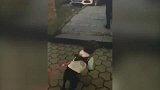 主人抱走别的狗，法斗急得“飙脏话”