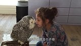 猫头鹰正孵蛋，主人非要看一下，气得猫头鹰扭头就走，你行，你来