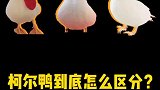 柯尔鸭到底怎么区分