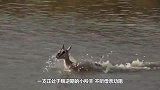 拖拉机眼看就要碾压鸟巢，可鸟妈妈却毫不畏惧，张开双臂守护孩子