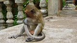 没妈的孩子真是可怜，走到那里都被猴子欺负，没朋友的猴子好沮丧