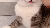 这猫太凶了老咬人