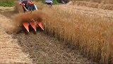 农用机械国产小麦收割机，这收割速度会是人工的多少倍呢