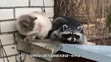浣熊趁猫咪睡着抱着猫咪一顿蹂躏，镜头拍下全过程，画面太搞笑